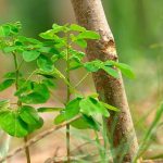 El árbol que elimina hasta 98% de los microplásticos del agua