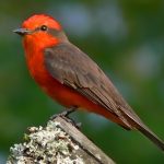 Alteración de rutas de aves migratorias en Cundinamarca