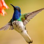 Colombia ratificó liderazgo mundial en avistamiento de aves