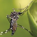 El Chikungunya se expande por el cambio climático