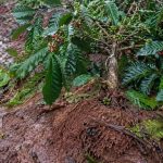 Intensidad de lluvias afecta al sector cafetero