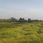 Recuperación de jardines polinizadores en Humedal El Tunjo