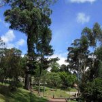 Árboles de Bogotá que desaparecerían por cuenta del cambio climático