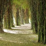 Colombia contará con registro de guaduales y bambusales