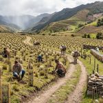 Colombia plantó 97.000 árboles para recuperar bosques de alta montaña