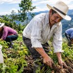 Gobierno y el DANE pondrán en marcha censo agropecuario