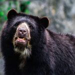 Cambio climático reducirá la población de oso andino en Colombia